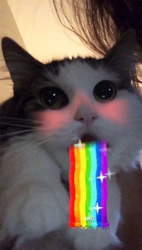 People Are Using Snapchat Filters On Their Animals And The Results Are Funny | Bored Panda