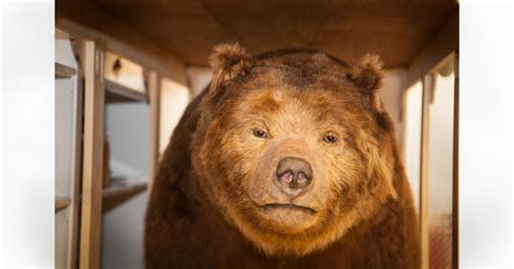 Monarch the Grizzly Bear | California Academy of Sciences