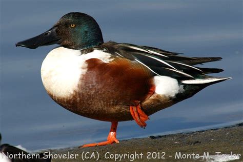 Northern Shoveler | Waterfowl taxidermy, Animals beautiful, Migratory birds