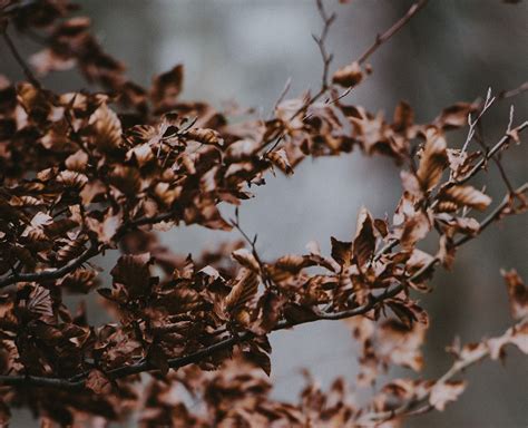 winter desiccation shrub - Brookside Agra