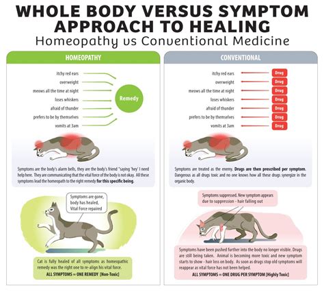 All you need to know about Homeopathy for Animals | How to do ...