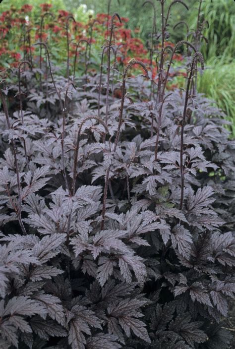 Cimicifuga ramosa 'Brunette' Purple-leaf Bugbane | Garden Center Marketing