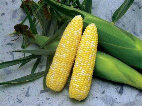 22 Sweet Corn Varieties You Need To Know - Growing Produce