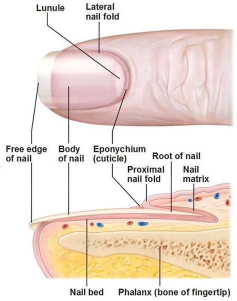 13 best images about Chapter 8: Structure of the Nails on Pinterest ...