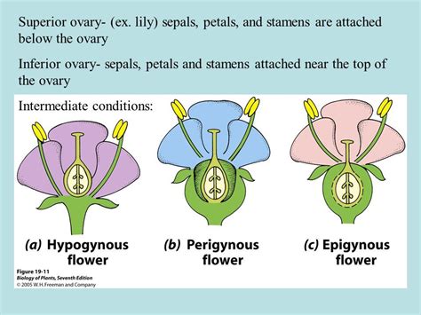 Insertion types - flowers. Superior ovaries (hypogynous), Half-inferior ovaries (perigynous ...