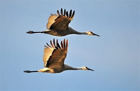 Sandhill Crane - Description, Habitat, Image, Diet, and Interesting Facts