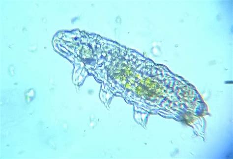 How to Find Water Bears | Kim Ridley