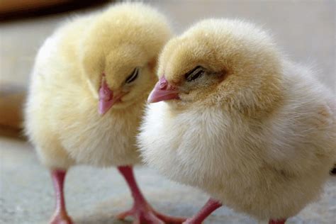 Baby Chicken Guide For Farmers (and FAQ)