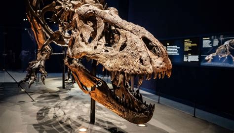 Outrage as baby T-Rex fossil listed for sale on eBay | Newshub