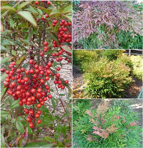 Nandina 'Multiple Varieties' Nandina | Garden Center Marketing