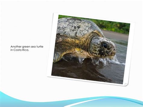 PPT - Sea Turtle Migration PowerPoint Presentation, free download - ID:1866590