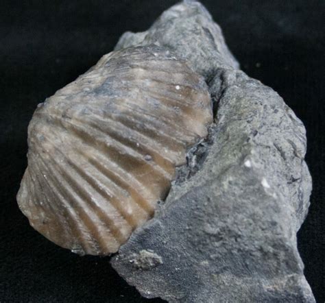 Platystrophia Brachiopod Fossil From Kentucky (#6633) For Sale ...