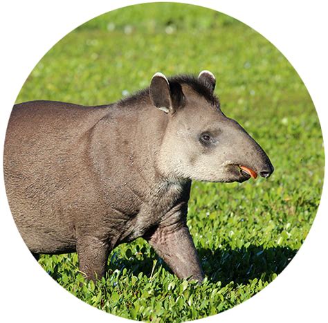 Tapirs: part 1 - Animal World