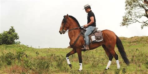 What is a Gaited Horse? Breeds, Types of Gaits & FAQs Answered