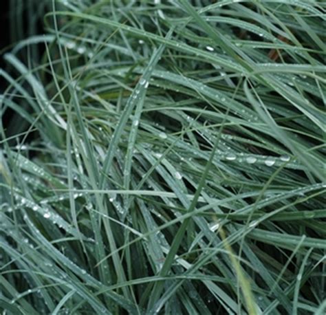 Carex flacca 'Blue Zinger' glaucous sedge from North Creek Nurseries