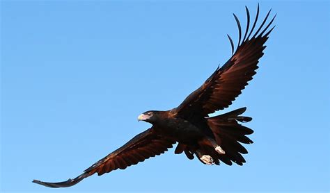 Wedge-tailed eagle | Australian animals | NSW National Parks