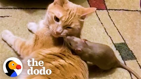 Cuddly Rat Can't Stop Giving His Cat Sister Hugs And Kisses | The Dodo ...