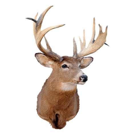 Whitetail Deer, Non-Typical Antlers - Taxidermy Mounts for Sale and ...