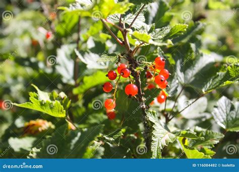 Red Currant. Currant on a Bush. Stock Photo - Image of vegetarian, winter: 116084482