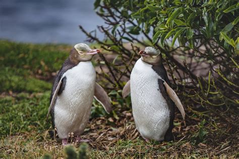 Top 25 Wild Bird Photographs of the Week #84 – National Geographic Blog