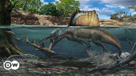 Discovered: Rare Spinosaurus fossils – DW – 06/10/2022