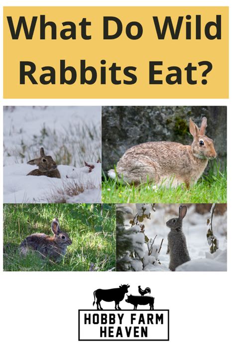 Just What Do Wild Rabbits Eat? · Hobby Farm Heaven