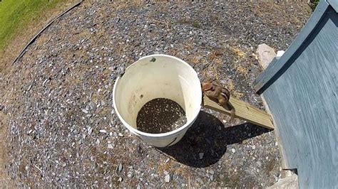 Chipmunk easily escapes the 5-gallon bucket trap 1080p - YouTube