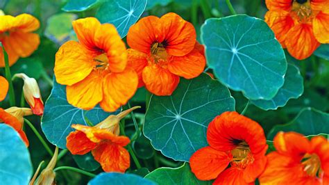 What Are Nasturtiums And How Do You Eat Them?