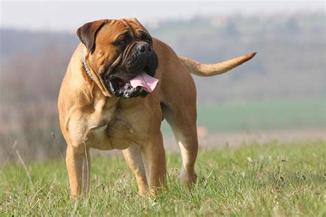 Mastiff vs. Bullmastiff: How to Tell the Difference – American Kennel Club