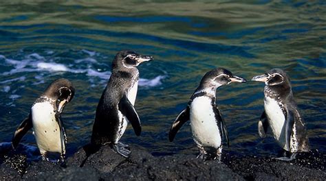 Galapagos Penguin Facts, Habitat, Diet, Life Cycle, Baby, Pictures