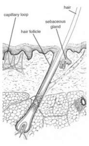 Sebaceous Glands – Location, Functions and Pictures