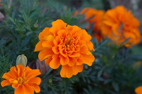 Marigolds: The Magnificent Birth Flower Of October | Avas Flowers