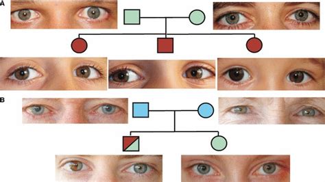 Inheritance of eye colour in a non-Mendelian fashion. The examples... | Download Scientific Diagram