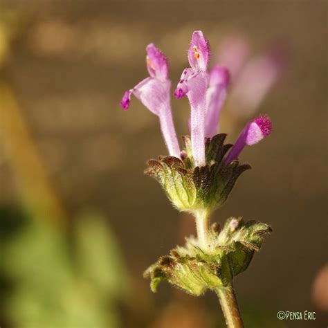 Le Lamier amplexicaule - Lamium amplexicaule - quelle-est-cette-fleur.com