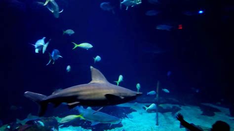 Top 5 Reasons to Visit the Virginia Aquarium | Cochran Writing & Editing