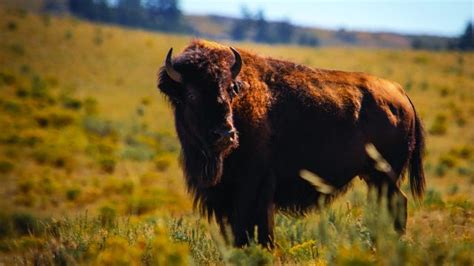 The Native American Legend of How the Buffalo were Released on Earth - National Park Trust