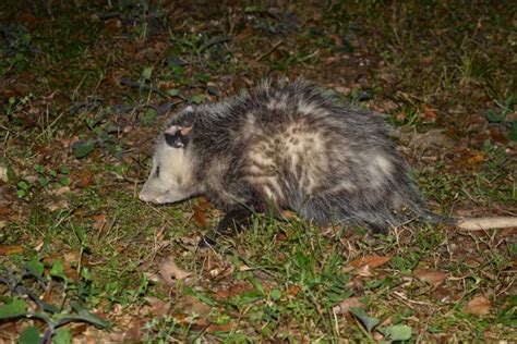 Opossum Teeth Stock Photos, Pictures & Royalty-Free Images - iStock