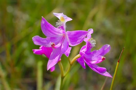 Native Orchids - Florida Nature Photography