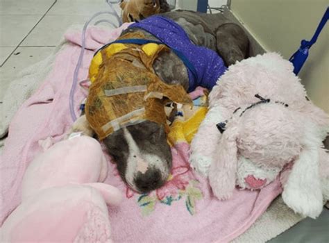 Severely injured bait dog continues to recover with rescue group's help - Pet Rescue Report