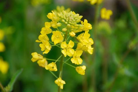 Mustard plant: flowering, cultivation & harvest - Plantura