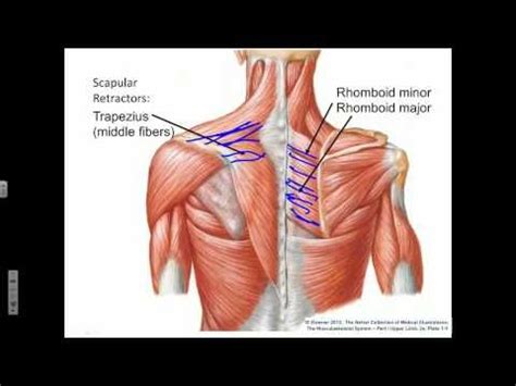 YouTube | Scapula, Upper back exercises, Scapular