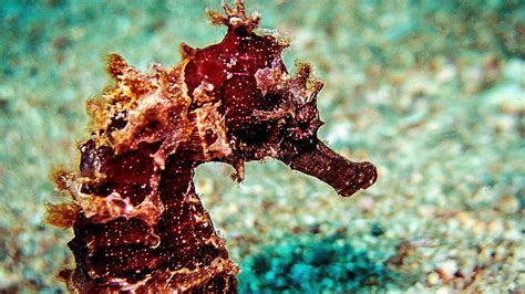 Seahorse Species With Pictures - Horse Choices