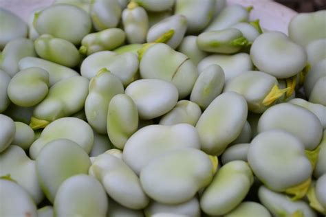 Harvesting fava beans (broad beans) – Sara's Kitchen Garden