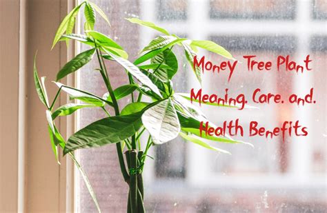 Money Tree Plant: Meaning, Care and Health Benefits