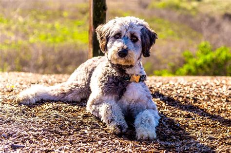 F1b Aussiedoodle Vs F1 Aussiedoodle: What’s The Difference?