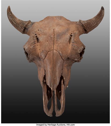 Fossil Bison Skull. Bison antiquus ("ancient bison"). Pleistocene ...