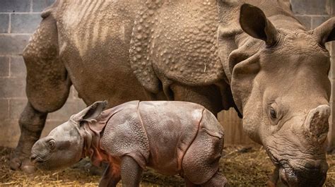 Rhino at Buffalo Zoo births calf after 488-day pregnancy