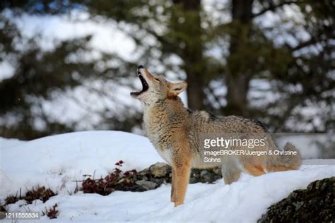 140 Coyote Howling Stock Photos, High-Res Pictures, and Images - Getty Images