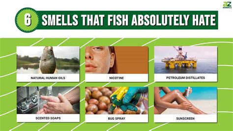 Discover 6 Smells That Fish Absolutely Hate - A-Z Animals