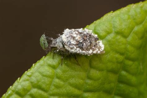 Chrysopidae Larva with Camouflage with Green Aphid Stock Photo - Image ...